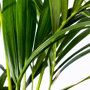 Kentiapalm blad